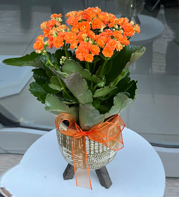 Ayakli_dekoratif_vazoda_turuncu_kalancheo_2_08052024.jpg