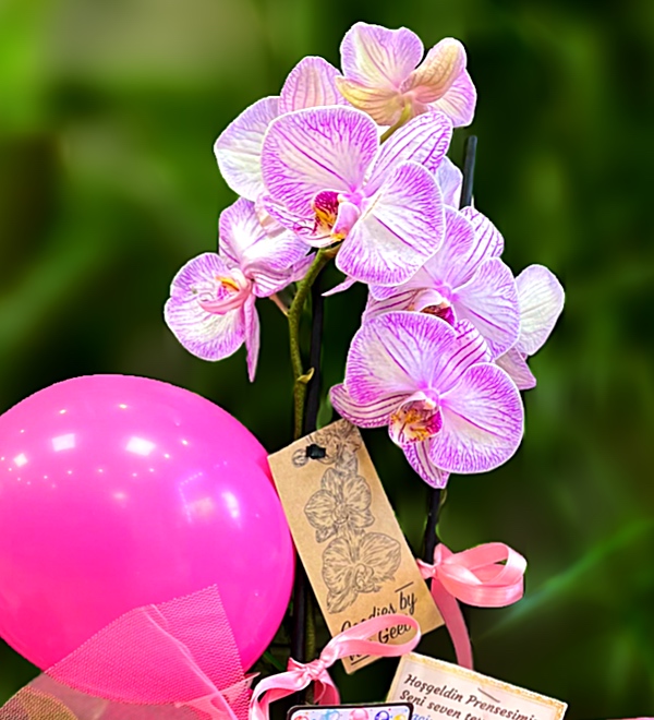 Bazaart_86F97E41-6D43-4946-87ED-A9F88BFE5E33.jpeg