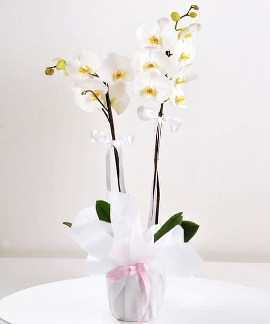 Ciftdal_beyaz_Phalaenopsis_orkide.jpg