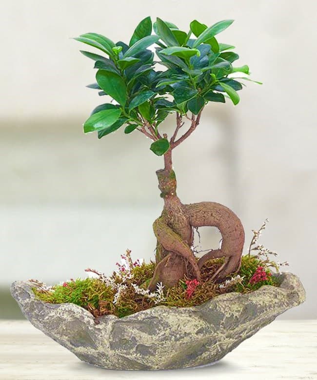 Gingseng_bonsai_bn002-min.jpg