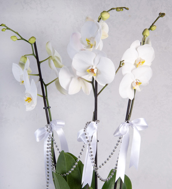 Seramik_Vazoda_3_Dal_Beyaz_Orkide_2.jpg