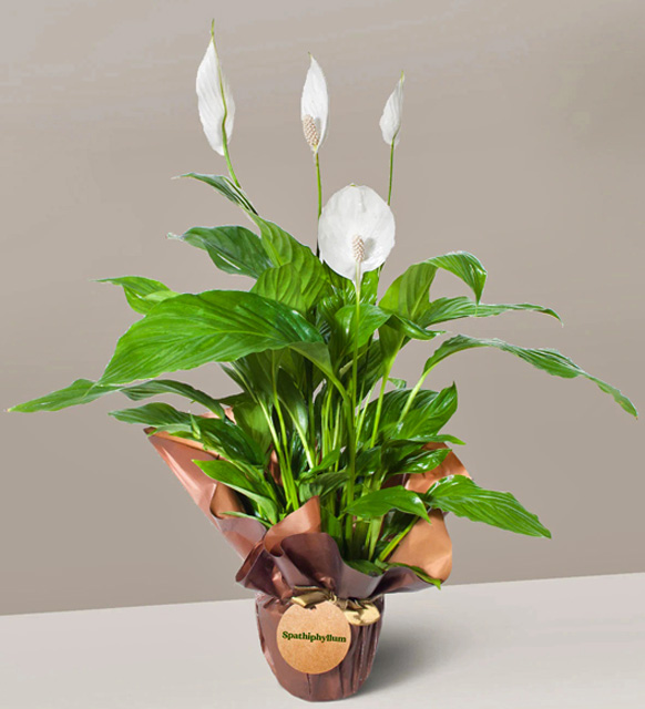 baris_cicegi_spathiphyllum_08072023_1850.jpg