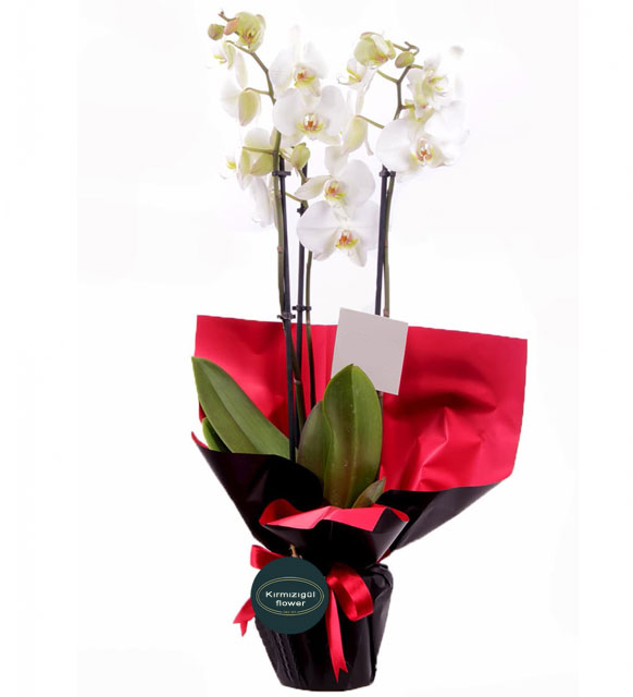 ciftli_beyaz_orkide_12042023_1910_03.jpg