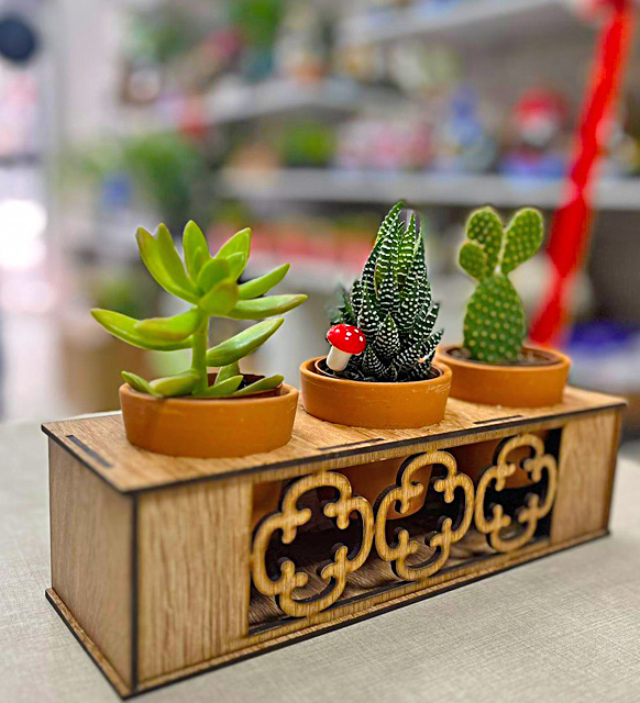 dekoratif_3_lü_ahşap_saksıda_howartia_2103202_1308_3.jpg