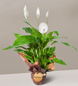 baris_cicegi_spathiphyllum_08072023_1850_mini.jpg